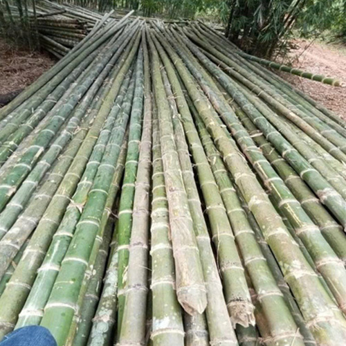 CÂY LUỒNG 9M